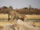 Cheetah on the Lookout