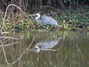 Cocoi Heron