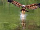 Collared Hawk in flight