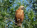 Collared Hawk