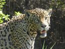 Edno - male jaguar