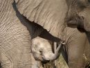 Baby Elephant