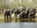 Elephants by the Savuti River