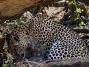 Female leopard with 2 week old cub