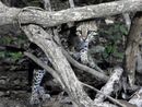 Female Ocelot