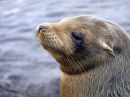 Galapagos Sealion
