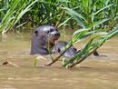 Giant river otter with young