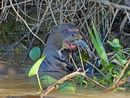 Giant River Otter with catfish