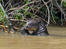 Giant River Otter