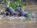 Giant river otters with catfish