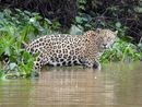 Ginger - female jaguar