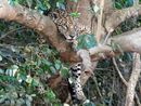 Female jaguar Ginger