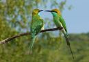 Green Bee Eater Female and Male