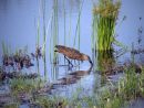 Hamerkop in the Okavango Delta