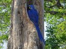 Hyacinth macaw