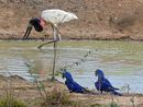 Jabiru and hyacinth macaws