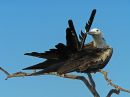 Juvenile Frigate Bird, Galapagos Islands