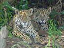 Kim and Tore - jaguar brothers