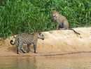 Kim and Tore - jaguar brothers