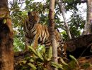 King of the Jungle, Kanha Tiger Reserve, India