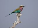 Lilac Breasted Roller