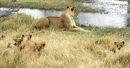 Lioness with cubs