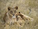 Lioness on Alert While her Cubs Feed