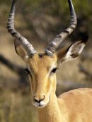 Male Impala
