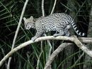 Male ocelot