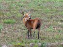 Marsh deer stag