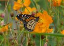 Monarch Butterfly, St Lucia