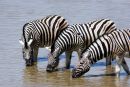 Zebras at Etosha Waterhole, Namibia