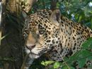 Nessi - female jaguar