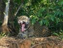 Nessi - female jaguar