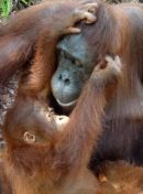 Orangutan mother and baby, Tanjung Puting, Indonesia