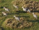 Flying over herds of zebra
