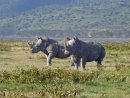 White rhinos at Lake Nakuru