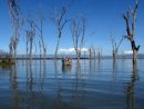 Flooded forest at Lake Naivasha