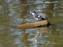 Pied Woodpecker