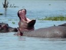 Basking hippos