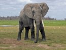 Elephant at Amboseli National Park