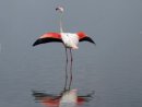 Greater flamingo at Amboseli