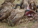 Vultures and the remains of a young wildebeest