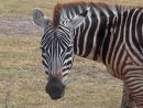 Zebra portrait