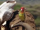 Red and yellow barbet