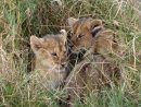 Young lion cubs