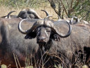 Buffalo