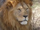 Male lion