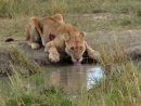 Injured lioness