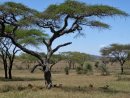 Lions resting in the shade